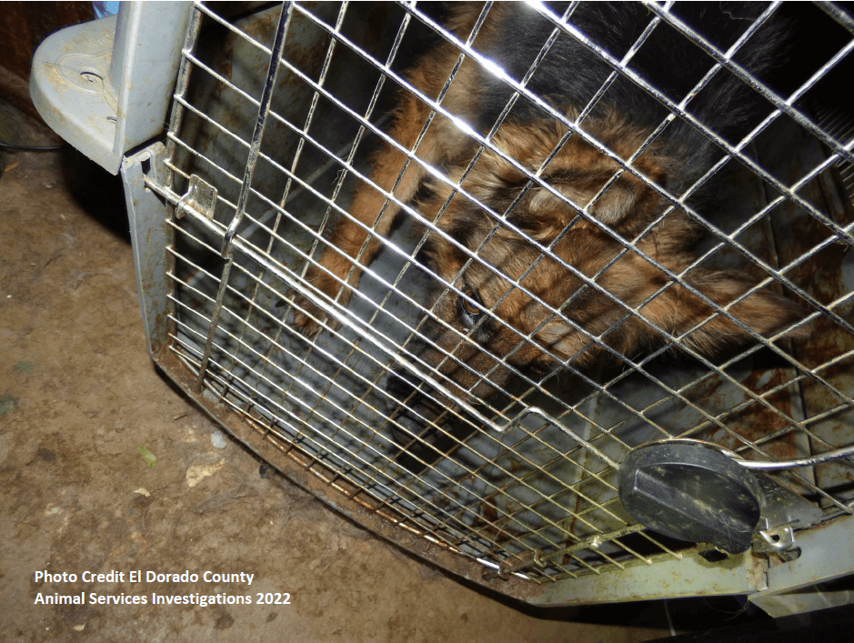 A german shepherd in a filthy transport carrier