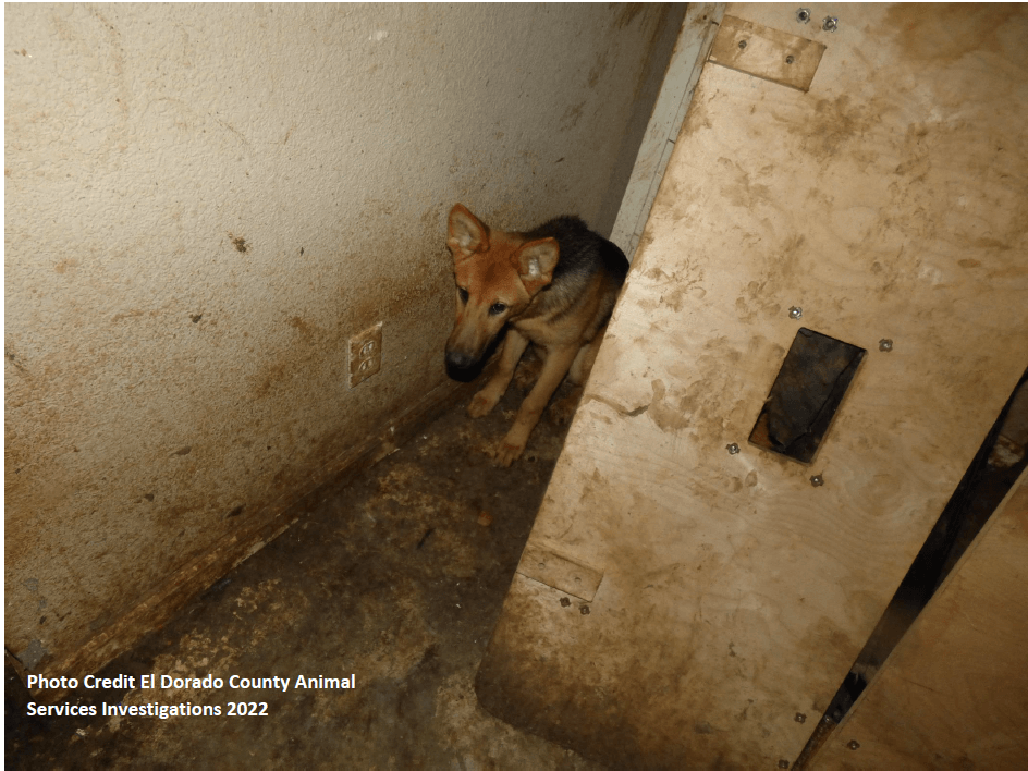 Lone german shepherd sits in a corner of a room caked in filth