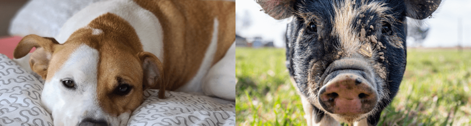 (left) brown and white dog laying on a bed with a patterned comforter (right) black and pink pig standing on grass and covered in mud