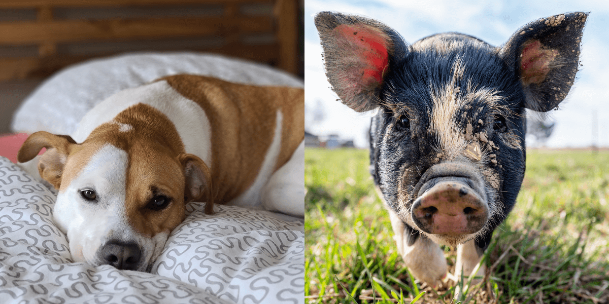 Can You Tell a Dog From a Pig? Take the Quiz! PETA