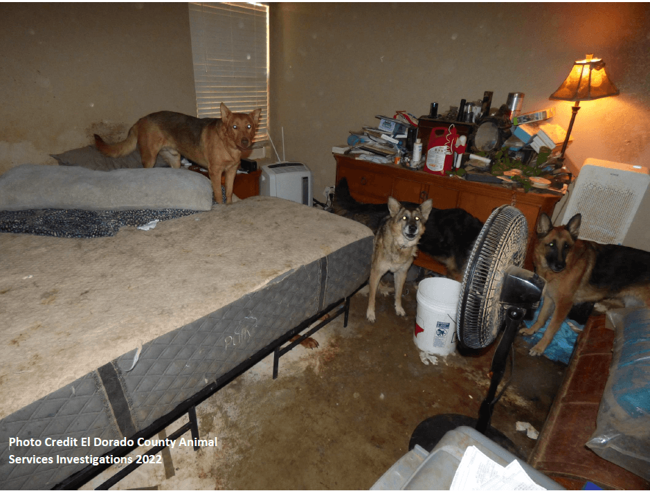 Three german shepherds stand in a dirty bedroom