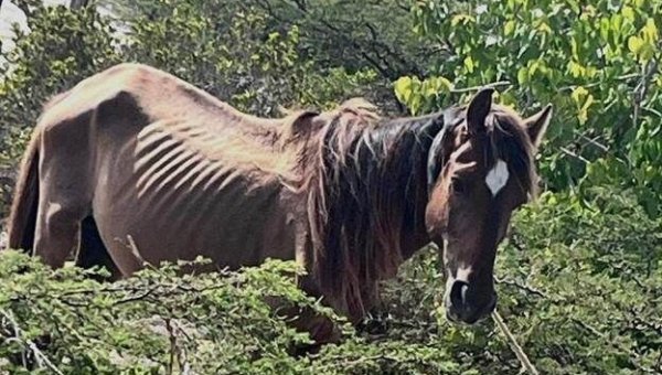 UPDATE: Victory for Neglected Turks and Caicos Horse