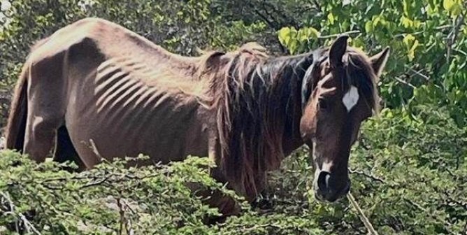 UPDATE: Victory for Neglected Turks and Caicos Horse