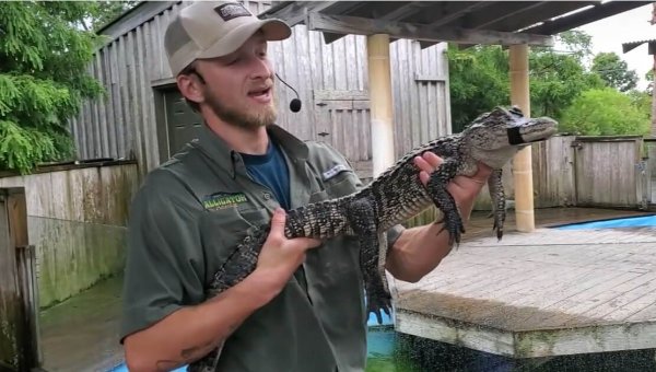 Missing Legs, Bloodied Faces, Stick Beatings—Tell Alligator Adventure to End the Violence to Alligators!
