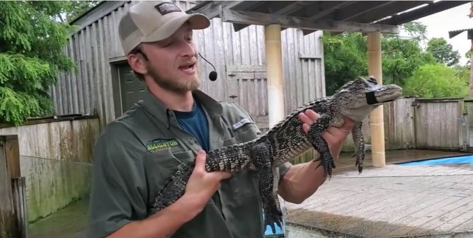 Missing Legs, Bloodied Faces, Stick Beatings—Tell Alligator Adventure to End the Violence to Alligators!