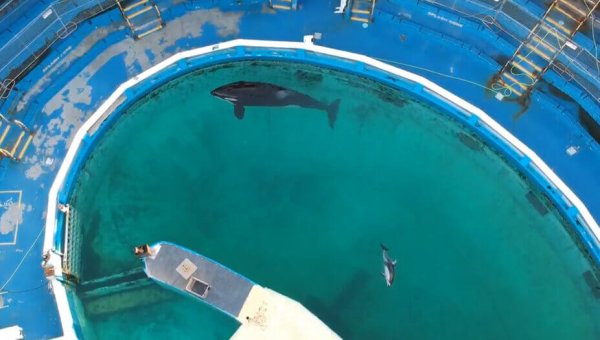 In Lolita’s Honor, Tell Miami Seaquarium to Send Dolphins to a Seaside Sanctuary