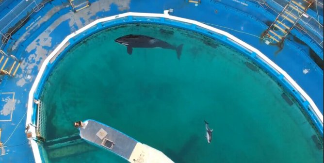 In Lolita’s Honor, Tell Miami Seaquarium to Send Dolphins to a Seaside Sanctuary