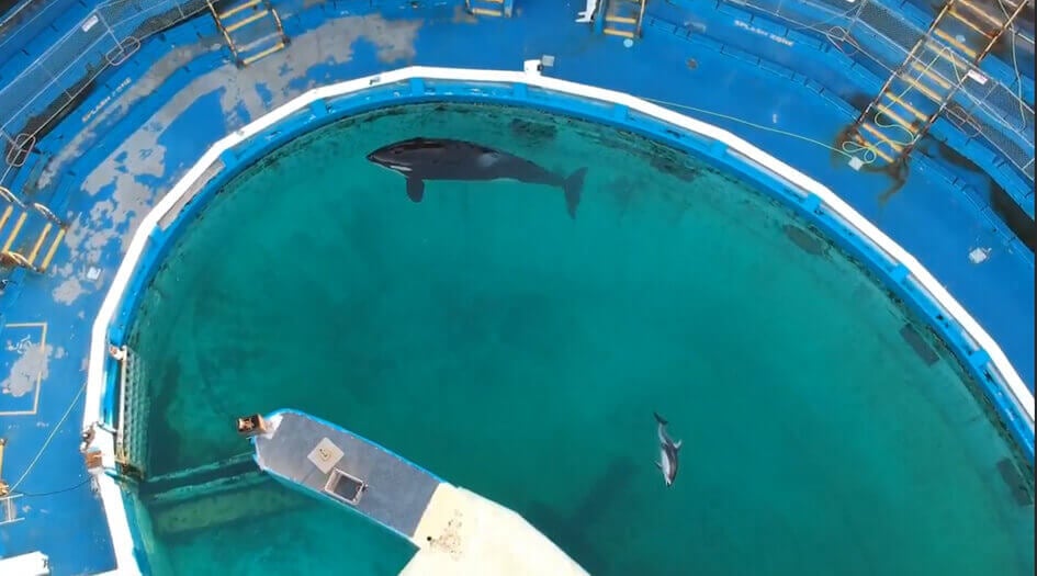 overhead view of Lolita in a tiny tank