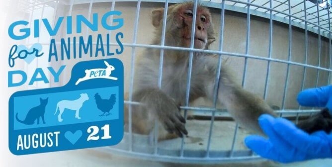 It’s PETA’s 43rd Birthday! Here’s the Best Way to Celebrate