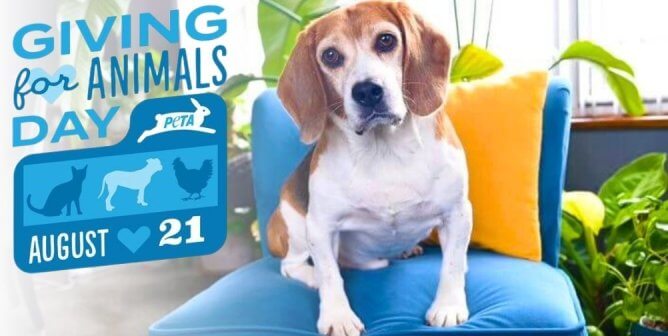 It’s PETA’s 43rd Birthday! Here’s the Best Way to Celebrate