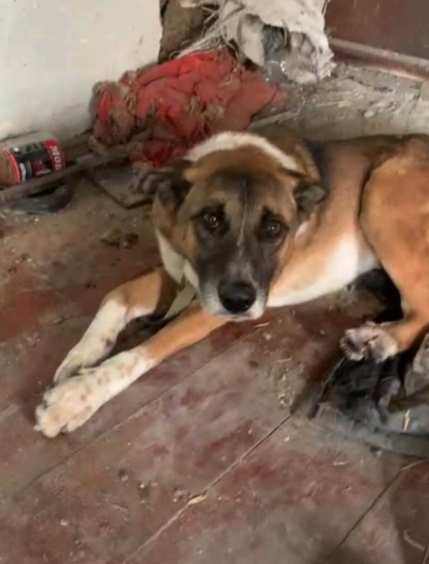 Hamlet in the rubble of his Ukraine home