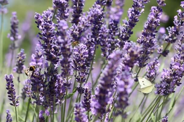 insects on lavender