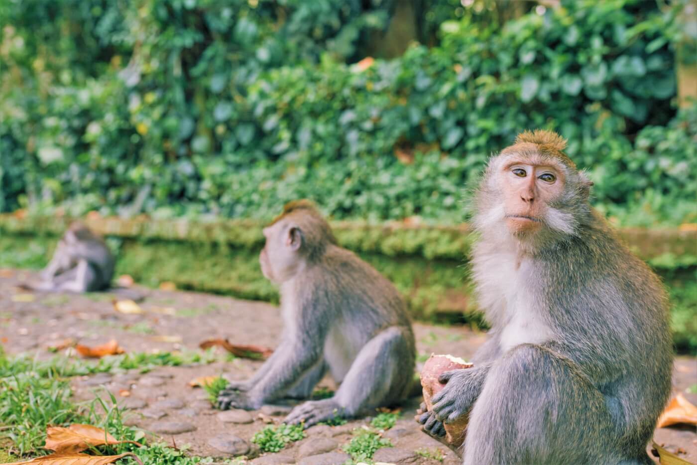 long tailed macaques on dirt path