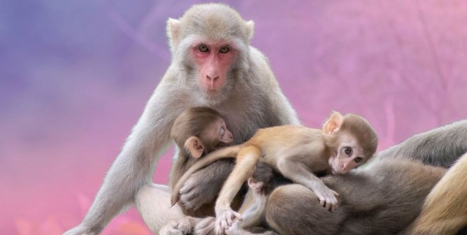 macaques huddled together one looking at camera