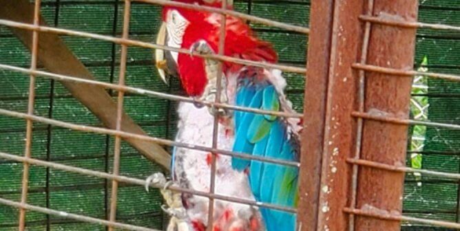 scarlet macaw with missing feathers in a cage at a roadside zoo