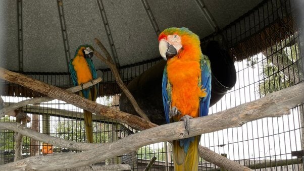macaws at a roadside zoo called Alligator Adventure, to represent birds that were kept in captivity at the now-closed SeaQuest Trumbull