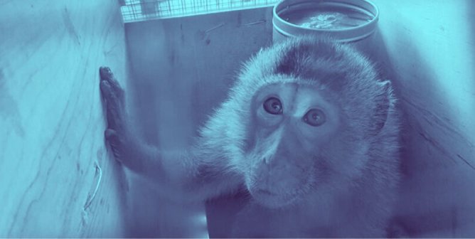 Did Inotiv Bribe Foreign Officials to Keep Monkeys Flowing to Laboratories?