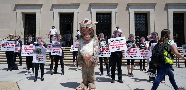 ‘Monkeys’ Cause Uproar at Department of the Interior to Help Primates in Limbo