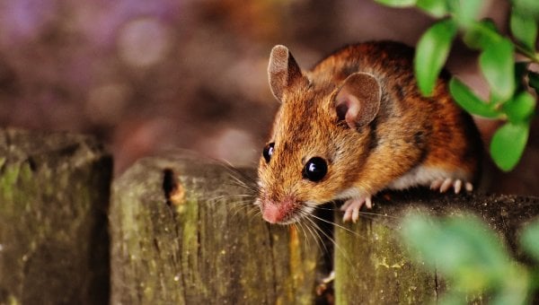 Brown mouse perched on a wooden fence