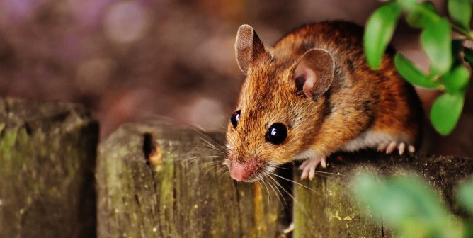 PETA Scientists to Spotlight Animal-Free Research at International Conference