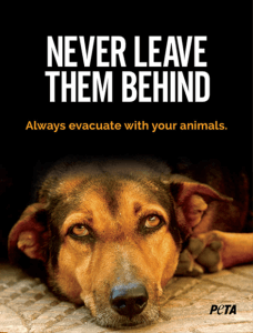 never leave them behind Urgent From PETA: Cruel—and Criminal—to Abandon Animals During Hurricane Idalia