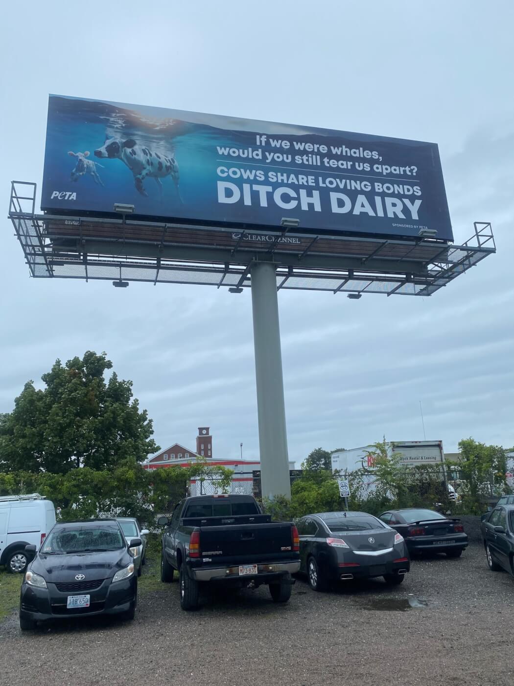 new bedford whale ad 1 1536x2048 1 Nationwide Ad Shows How Cows and Whales Are Alike