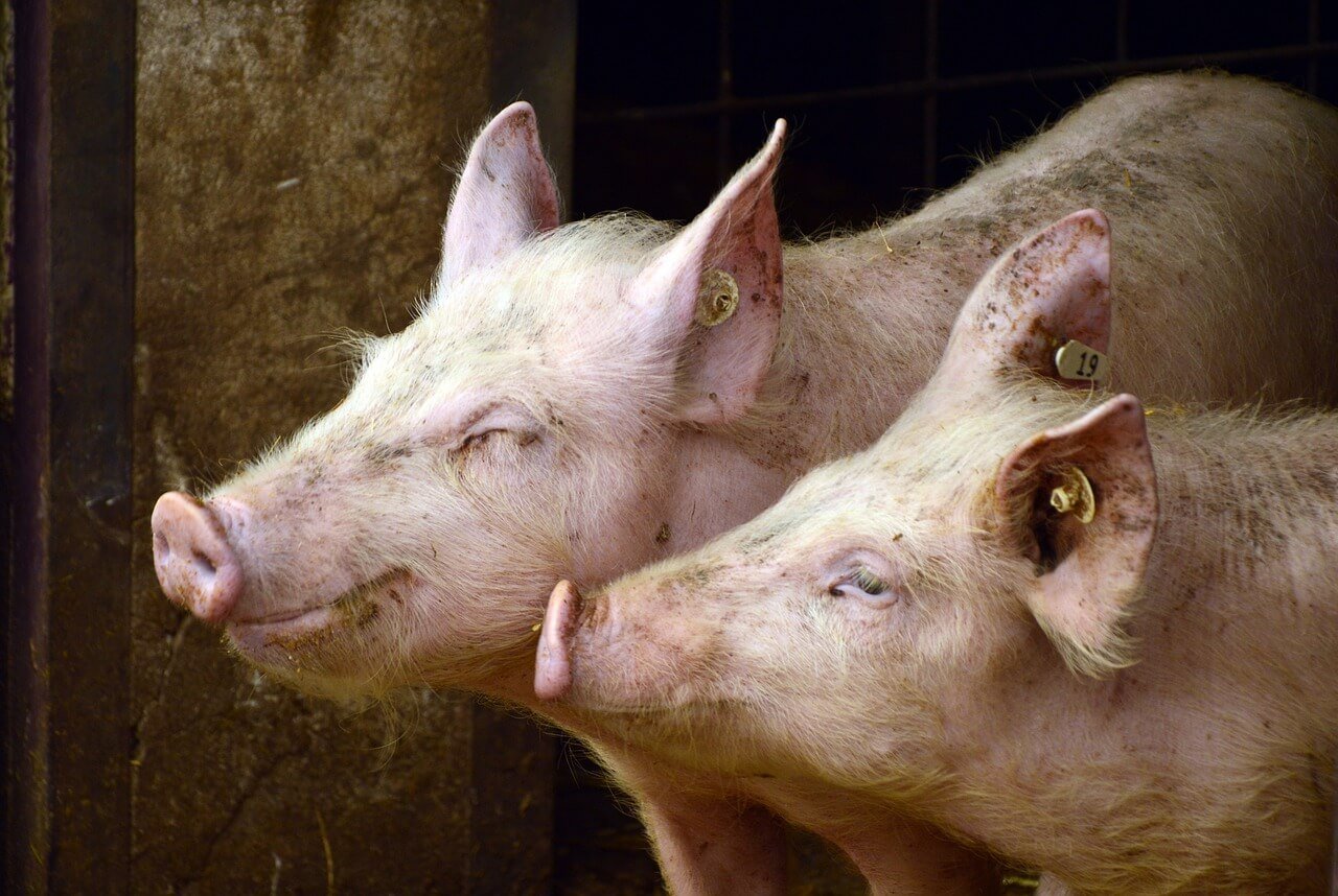 Two pigs with ear tags