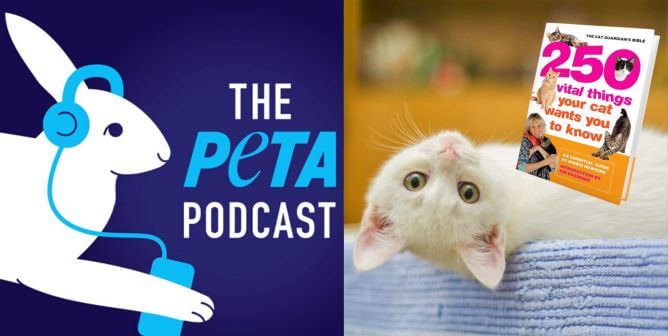PETA podcast logo (left), White cat upside down next to Ingrid's cat book (right)