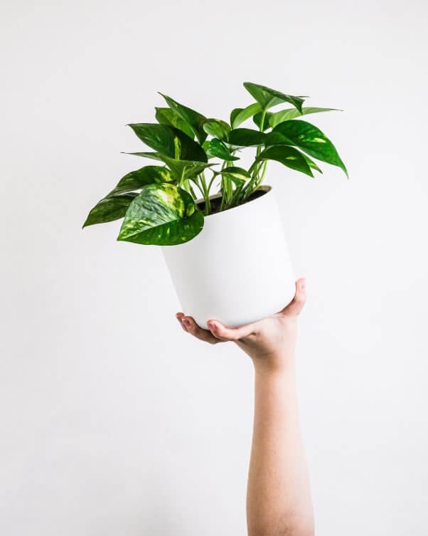 pothos plant