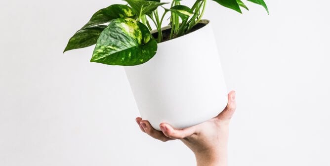 pothos plant