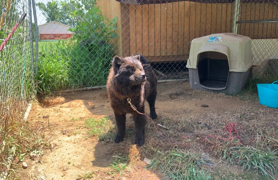 "Before" photo of rescued dog chained and penned