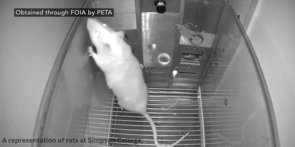 rat-in-cage-FOIA-with-representation-text-1