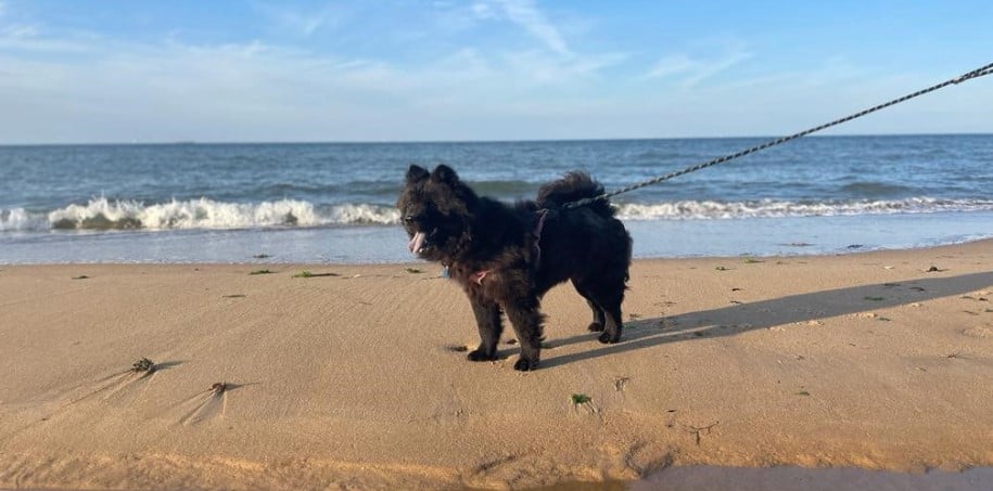 Rescued chow chow Rainey at the beach