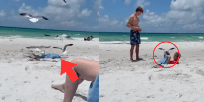 a few seagulls flocking to a blue towel on a sandy beach with a red arrow pointing to the towel, man in red shirt catching a seagull