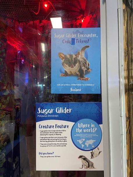 Sugar glider petsmart cheap