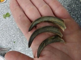 sloth nails that broke off at SeaQuest Trumbull