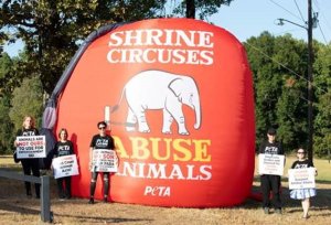 shrine circuses abuse animals demo Massive Blow-Up Fez to Follow Shrine Circus Into Tyler Over Big-Top Cruelty