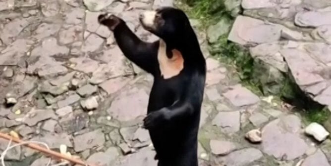 a standing sun bear at a Chinese zoo