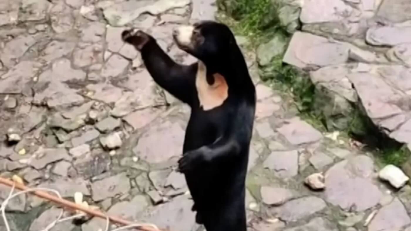 a standing sun bear at a Chinese zoo