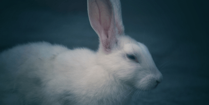 PETA Wins $140,000 in Attorneys’ Fees in Suit Against Stony Brook After Demanding Records on Rabbit Experiments