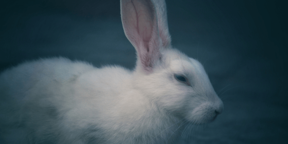 white rabbit in front of a dark grey background