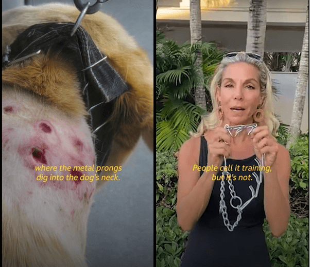 Celebrity Dog Trainer Tamar Geller Warns That Prong Collars Are Abusive in New PETA Campaign PETA