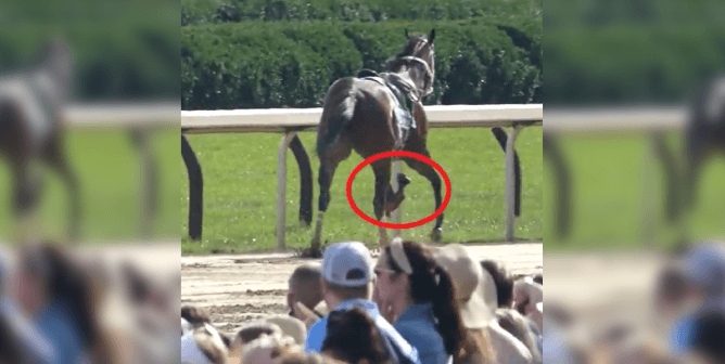 a horse named Thunder breaks his leg in a race at Saratoga