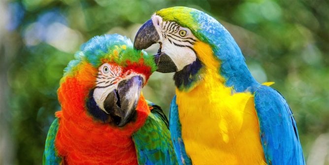 two parrots in natural habitat Pantanal, Brazil