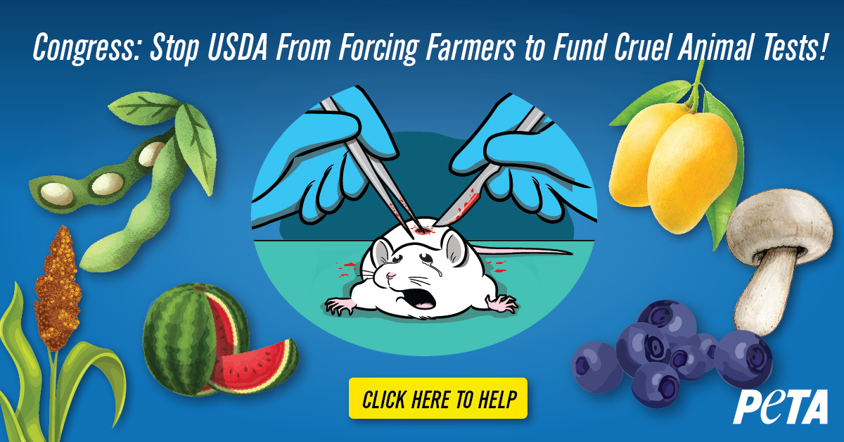 Illustrated ad showing two gloved hands cutting into a white mouse. This illustration is surrounded by fruits and vegetables. The text at the top reads congress stop usda from forcing farmers to fund cruel animal tests!