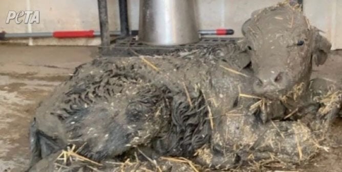 Baby Water Buffalo covered in muck (DO NOT USE UNTIL CWB INVESTIGATION GOES LIVE)