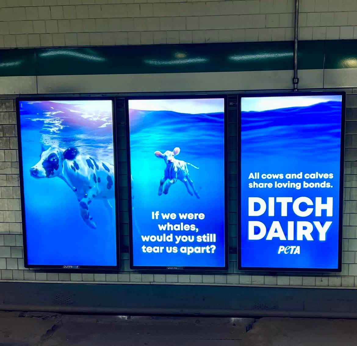 billboard in Boston, Massachusetts, with PETA ad displaying a mother cow and her baby swimming in the ocean like whales, to show that cows and whales have this bond in common and to help humans ditch dairy