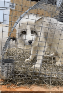 A white fox with silver accents on her fur in a small wire cage. The bottom is covered in straw.