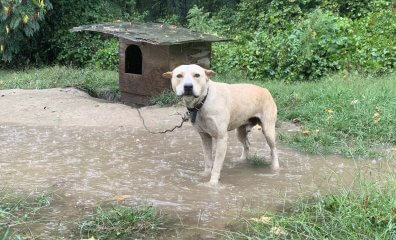 Photos: See How PETA Helped Dogs Trapped in Tropical Storm Ophelia’s Path