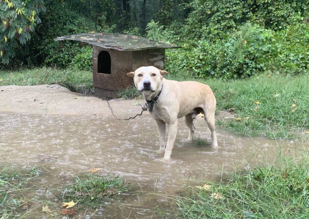 Photos: See How PETA Helped Dogs Trapped in Tropical Storm Ophelia’s Path